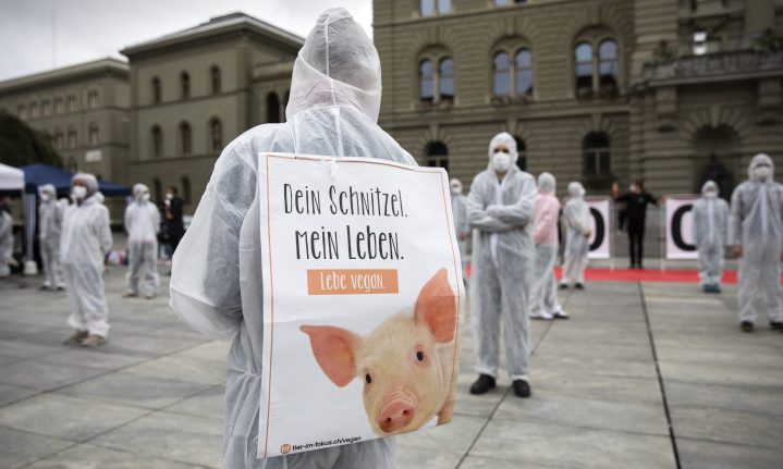 Swiss to vote on becoming first country to ban animal testing