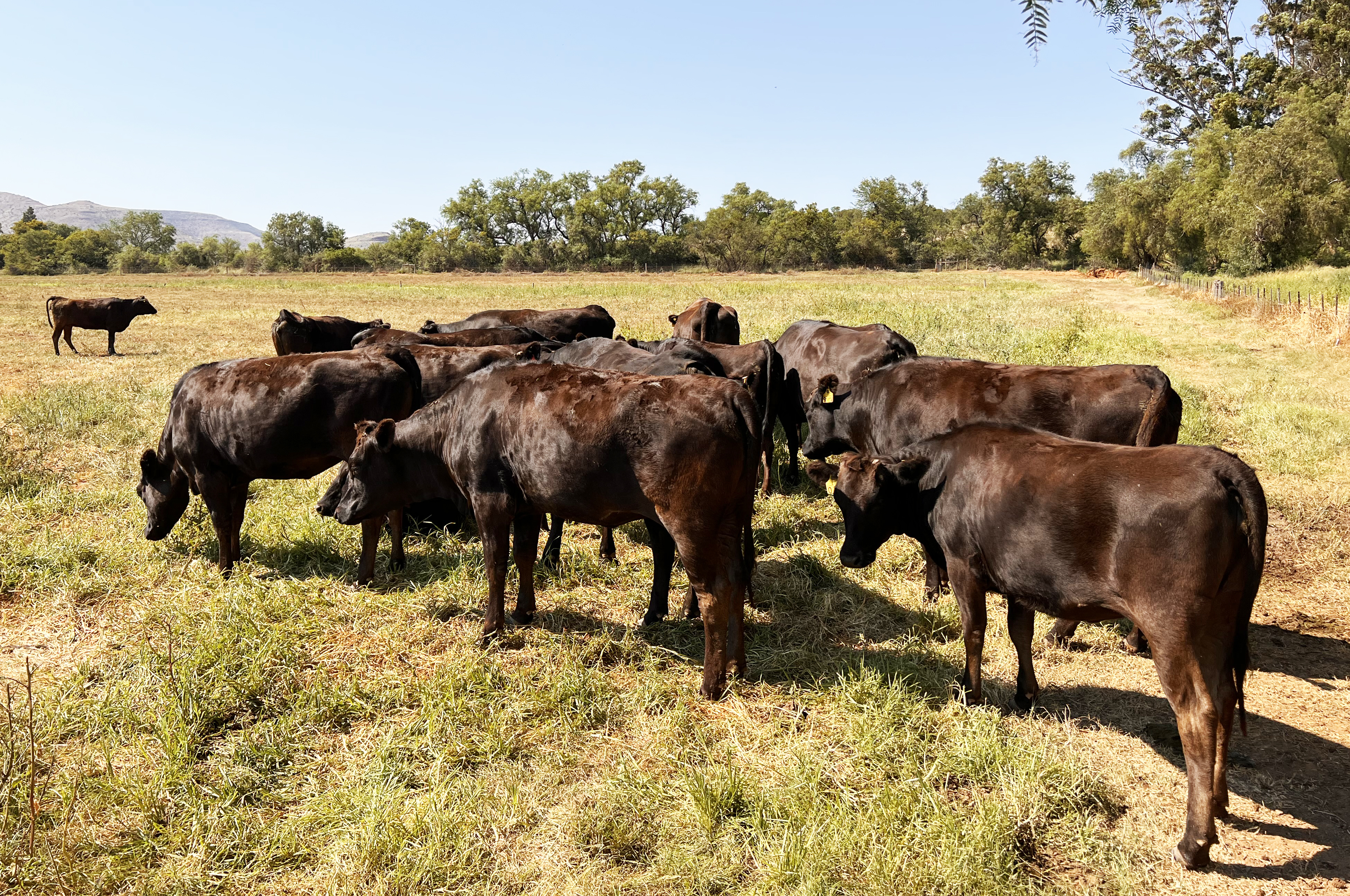Keep calm and eat Wagyu beef as the SA industry breaks new ground