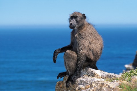 What GPS trackers revealed about Cape Town’s baboon troop movements
