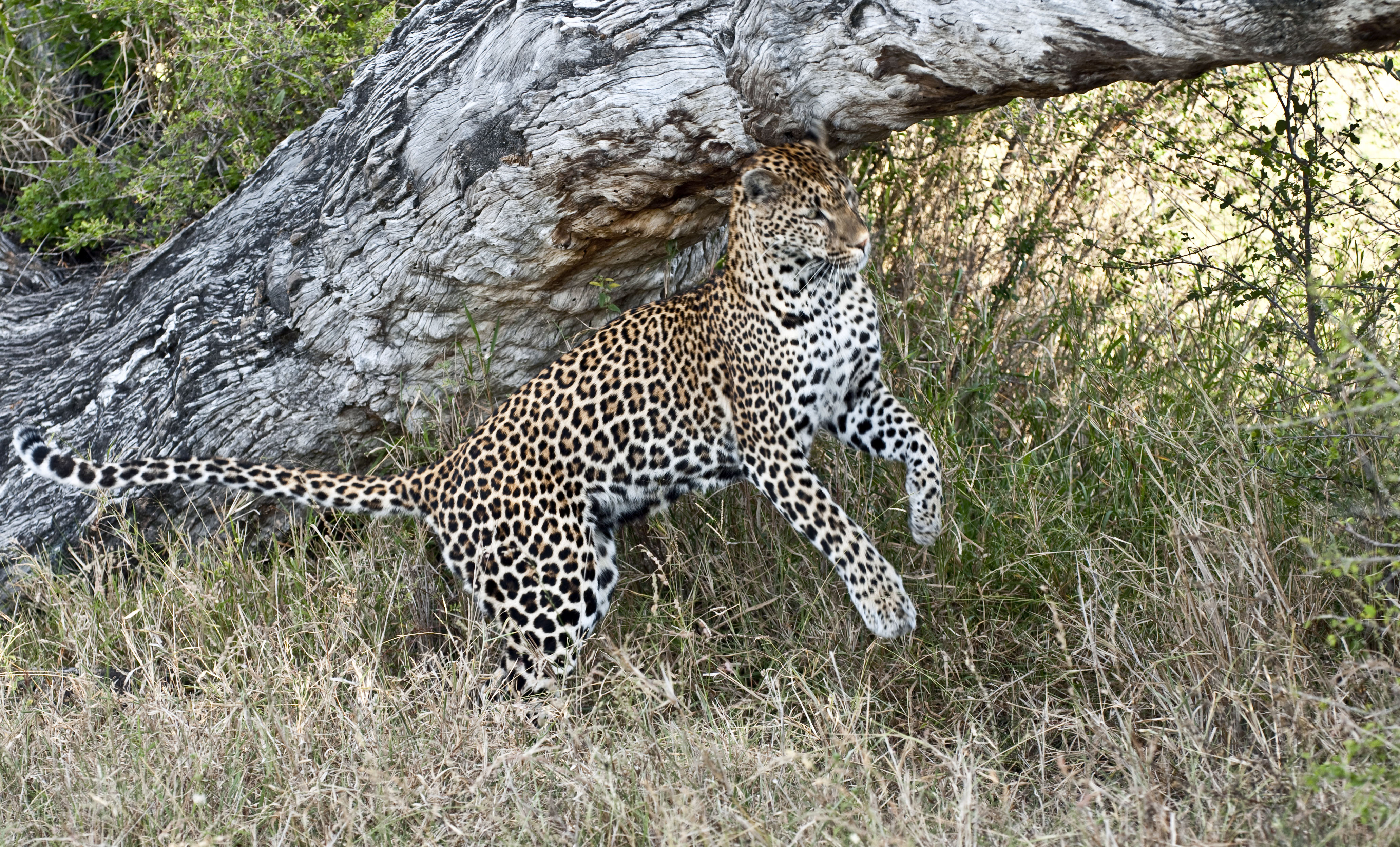 leopard trophy hunting