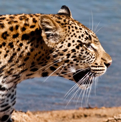 Challenge to leopard hunting quota proof that the DFFE should change its spots