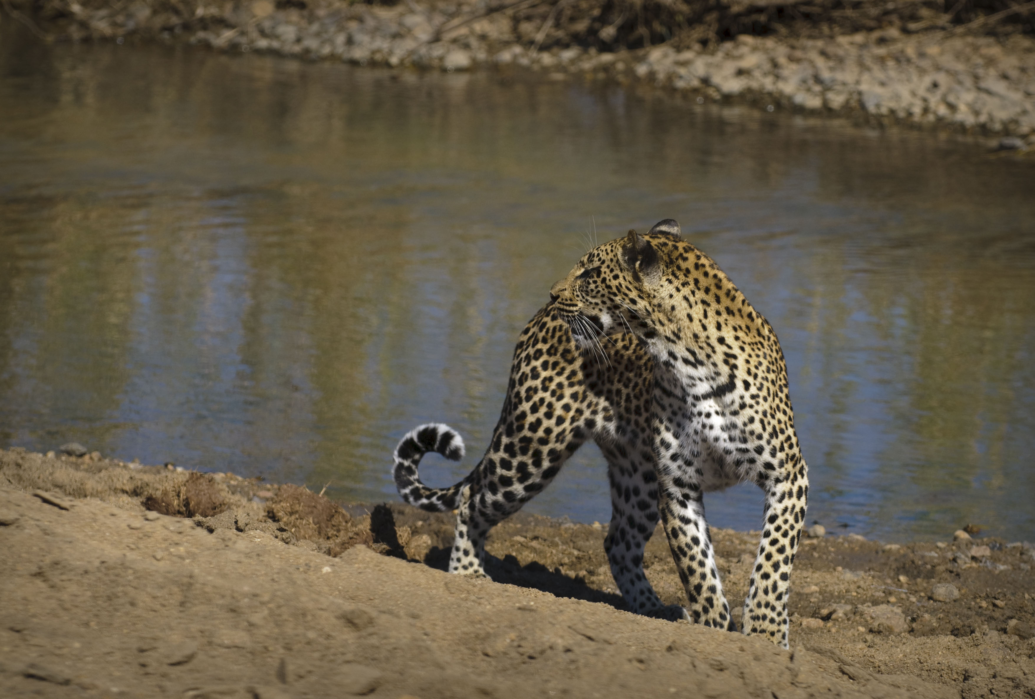 leopard trophy hunting