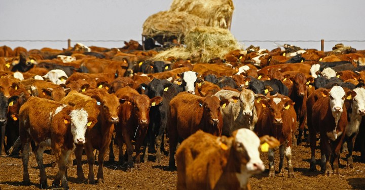 Foot and mouth disease spreads as state of disaster mooted for North West