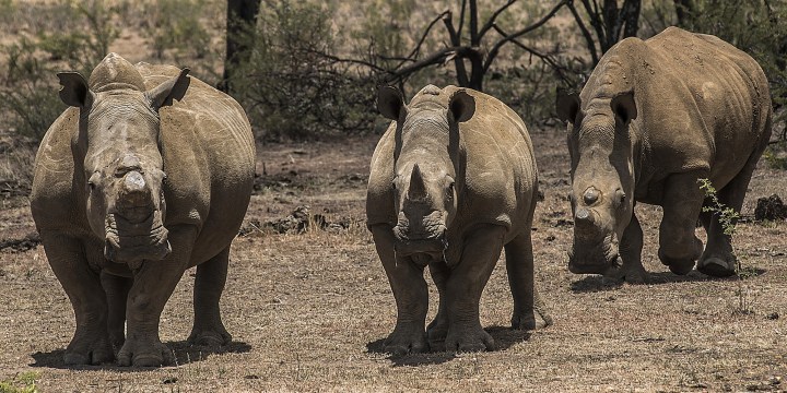 World Bank issues groundbreaking $150m Rhino Bond to help SA conserve endangered species