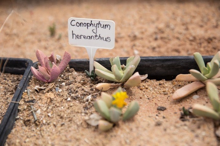 Northern Cape’s rare succulents are being stolen for the international illegal market
