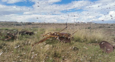 Plague of locusts marks South Africa’s biggest outbreak cycle in 25 years