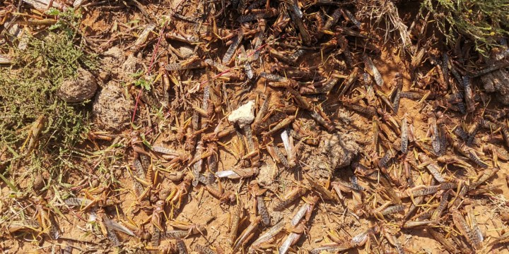 Eastern Cape farmers slam grounding of spraying helicopters, plead for more help to fight locust swarms