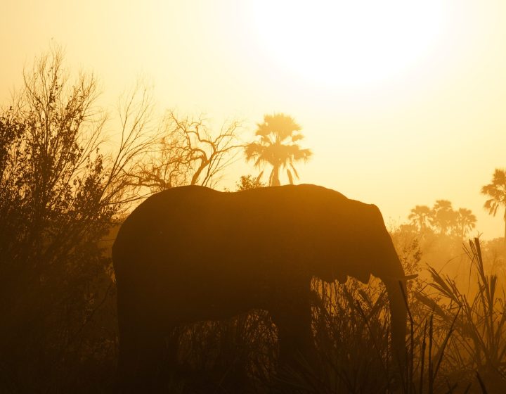 The ghost elephants haunting Angola