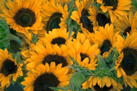 The secret ultraviolet colours of sunflowers attract pollinators and preserve water