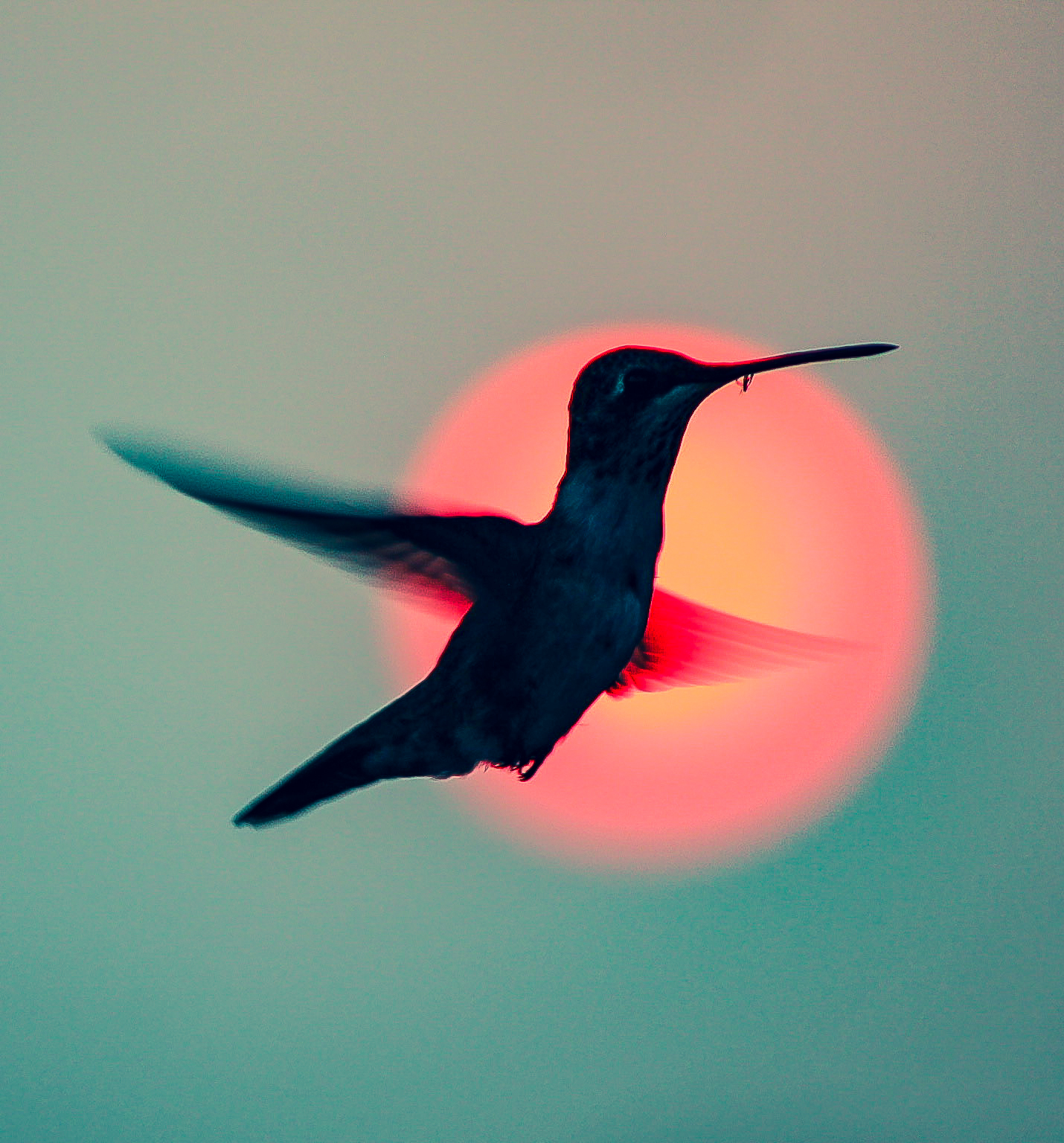 A hummingbird hovering in front of the Colorado sun, painted red by the 2021 wildfires.