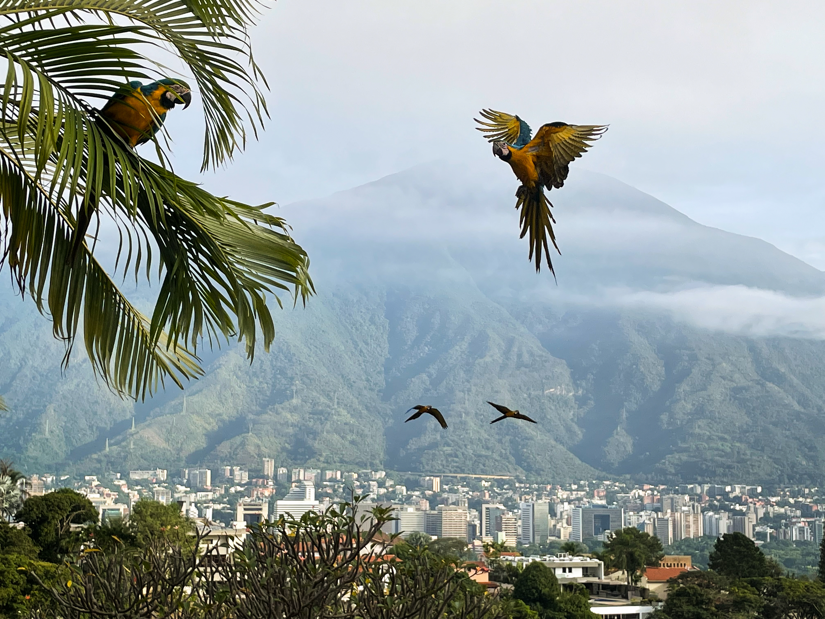 Macaws during their early morning flight in Caracas, Venezuela, on 27 November, 2021. 