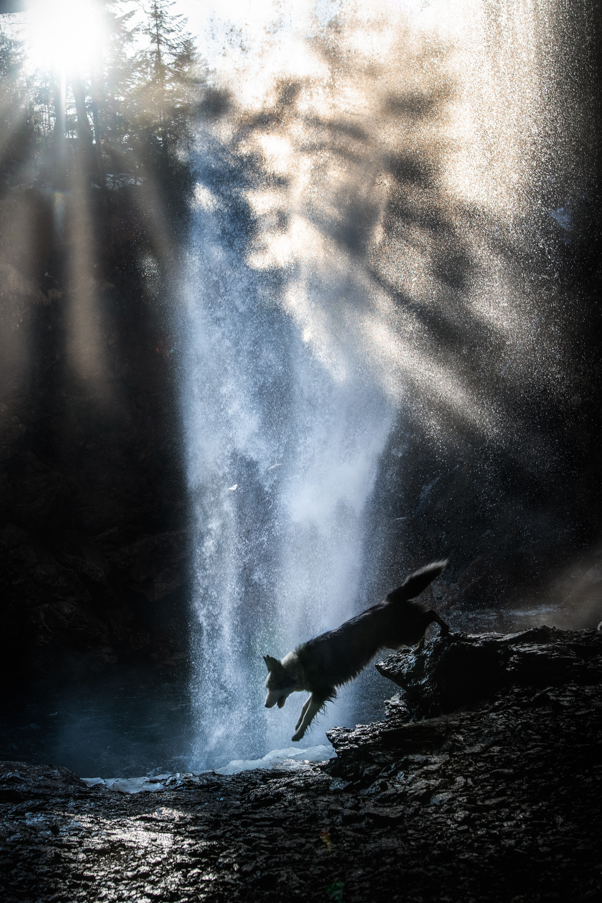 A dog jumps in front of a waterfall.