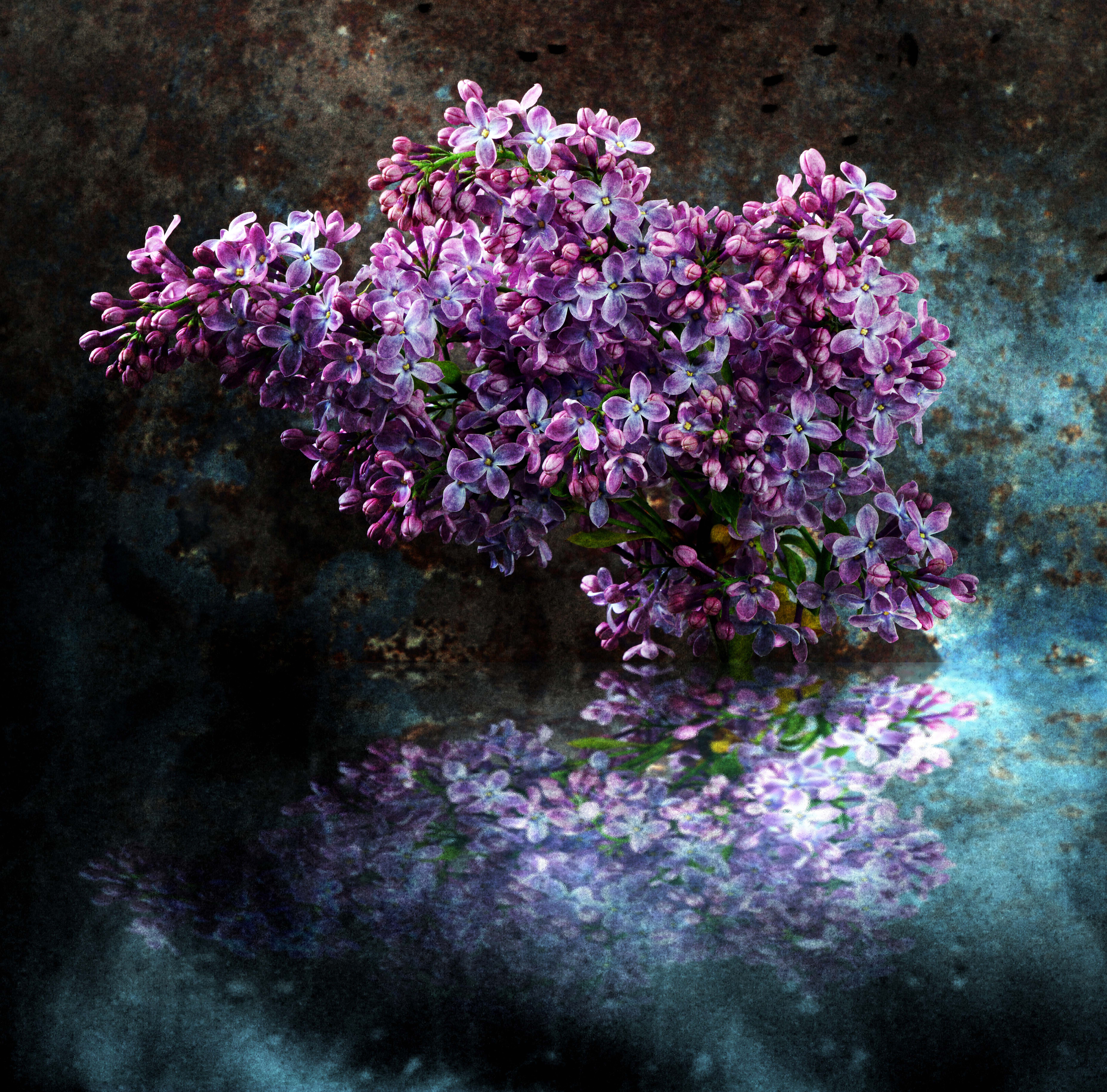 A sprig of lilac from the garden, with reflections.