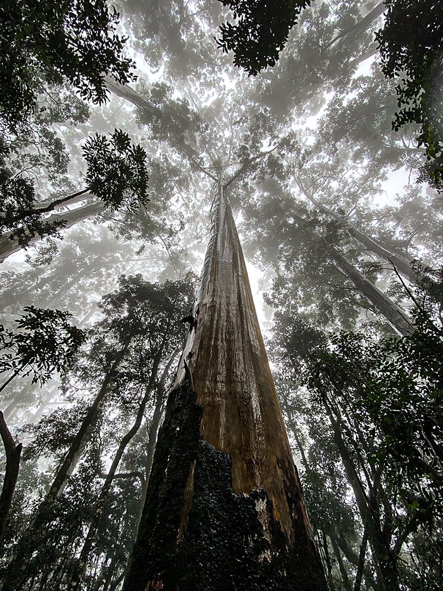 Africa's tallest planted eucaplytus seligna