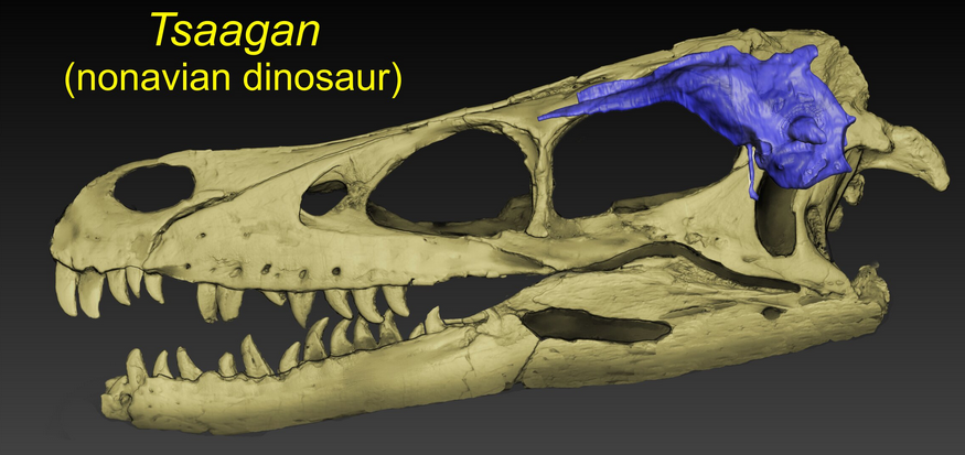 The skull of a dinosaur.