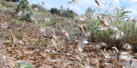 Swarms of brown locusts plague three provinces despite R80m spent on fighting the outbreak
