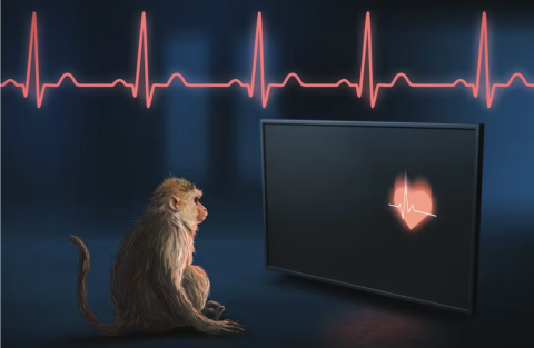 Monkeys can sense their own heartbeats, an ability tied to mental health, consciousness and memory in humans