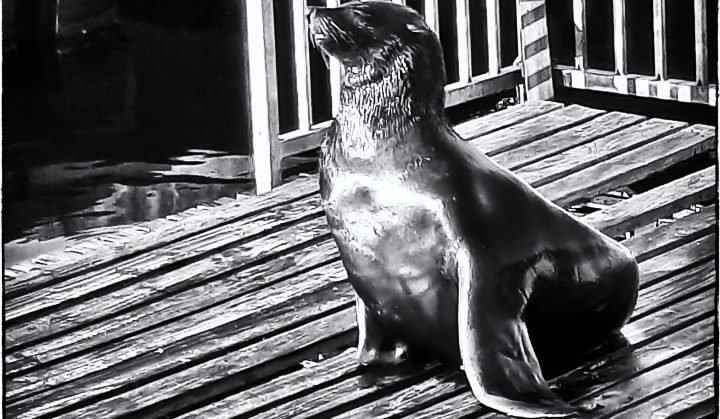 V&A Waterfront’s wildlife heroes saving Cape fur seals one plastic noose at a time