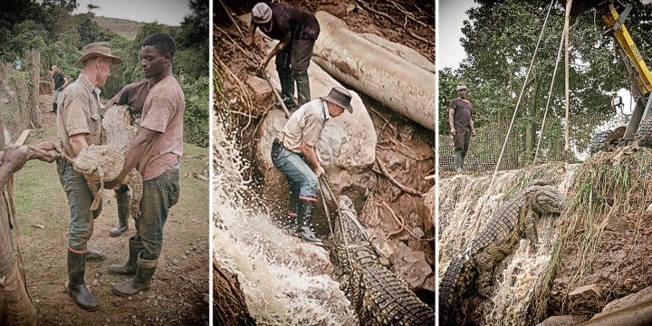 Captive KZN crocodiles rounded up after escaping flood-damaged enclosure