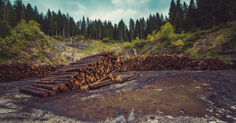 Deforestation in 2021 caused greenhouse gas increases equivalent to India’s annual fossil fuel emissions