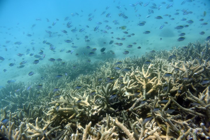 Another mass bleaching event is devastating the Great Barrier Reef – What will it take for coral to survive?