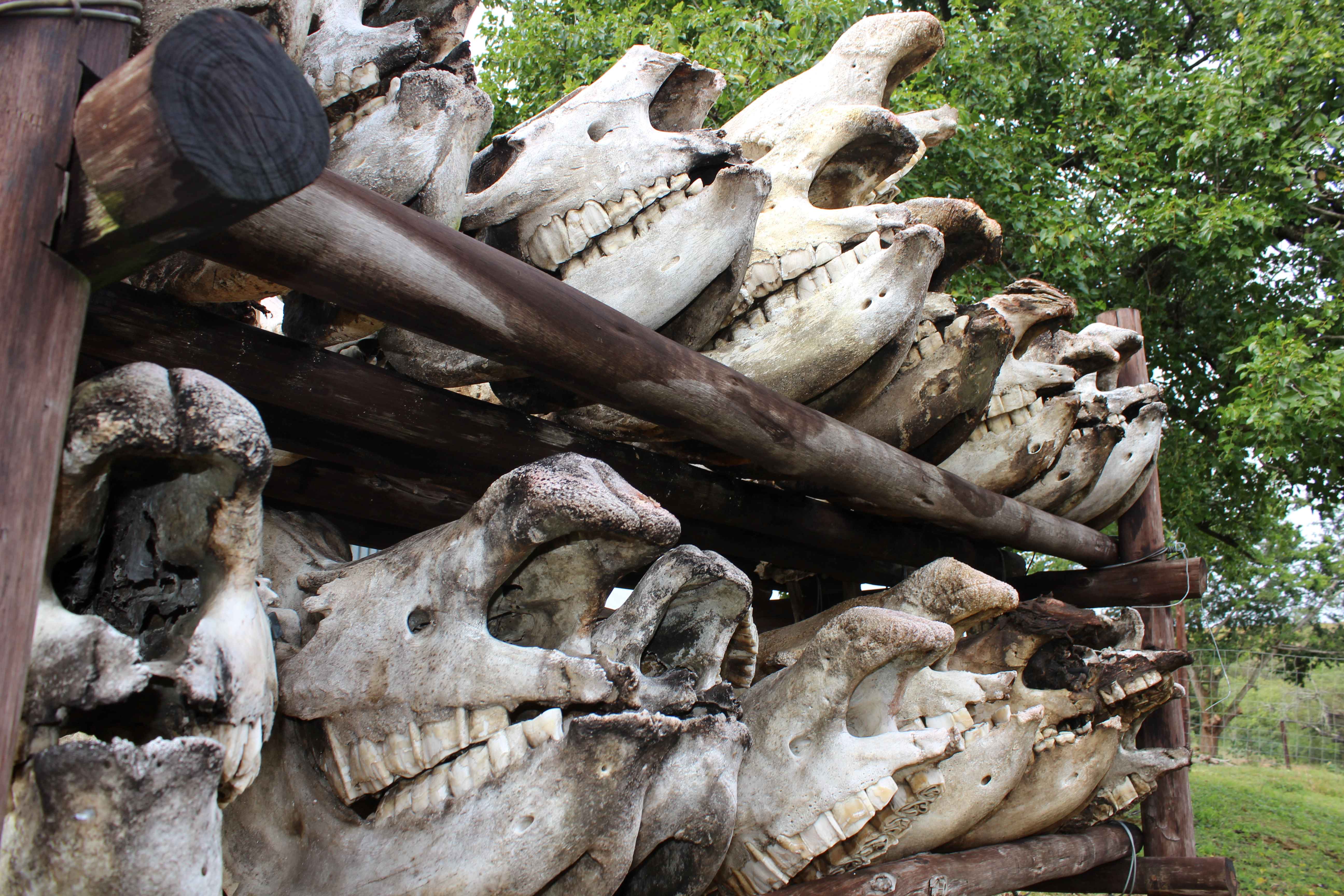 dehorned rhino skulls 