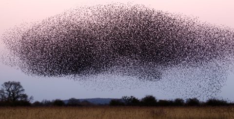 Why do flocks of birds swoop and swirl in the sky? A biologist explains the science of murmurations