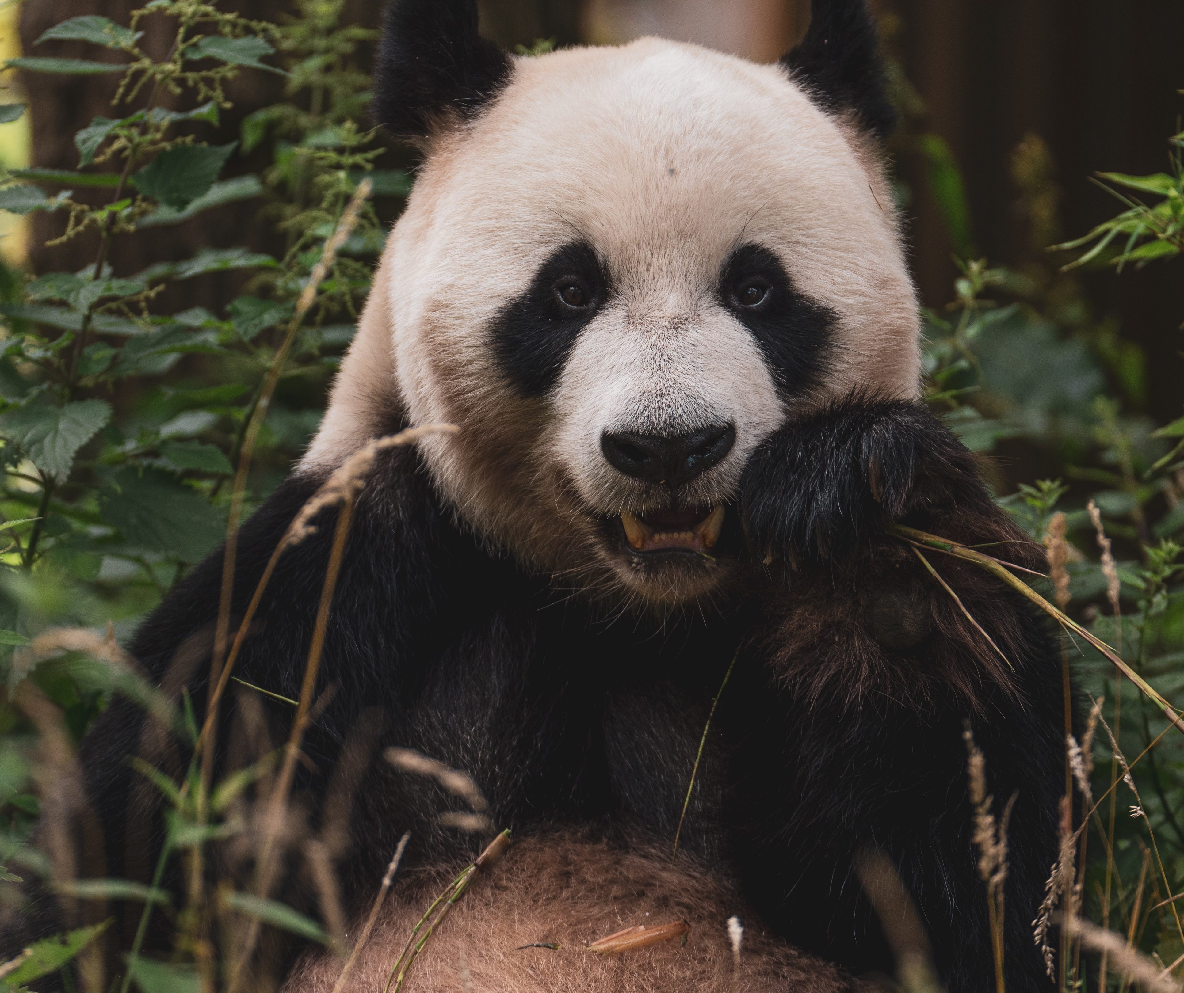 A panda sits and eats. 
