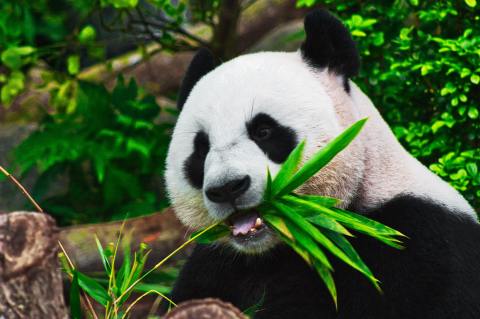 The panda’s ‘thumb’ — biological wonders that navigate the odds to ensure survival