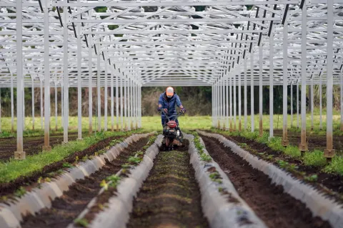 Land of the sharing sun – meet Japan’s farmers using solar power to grow profits and crops