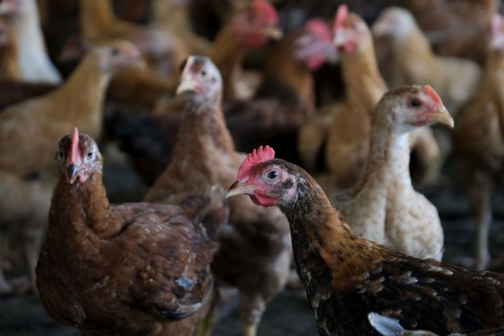 Malaysia bans poultry exports in latest food protection move