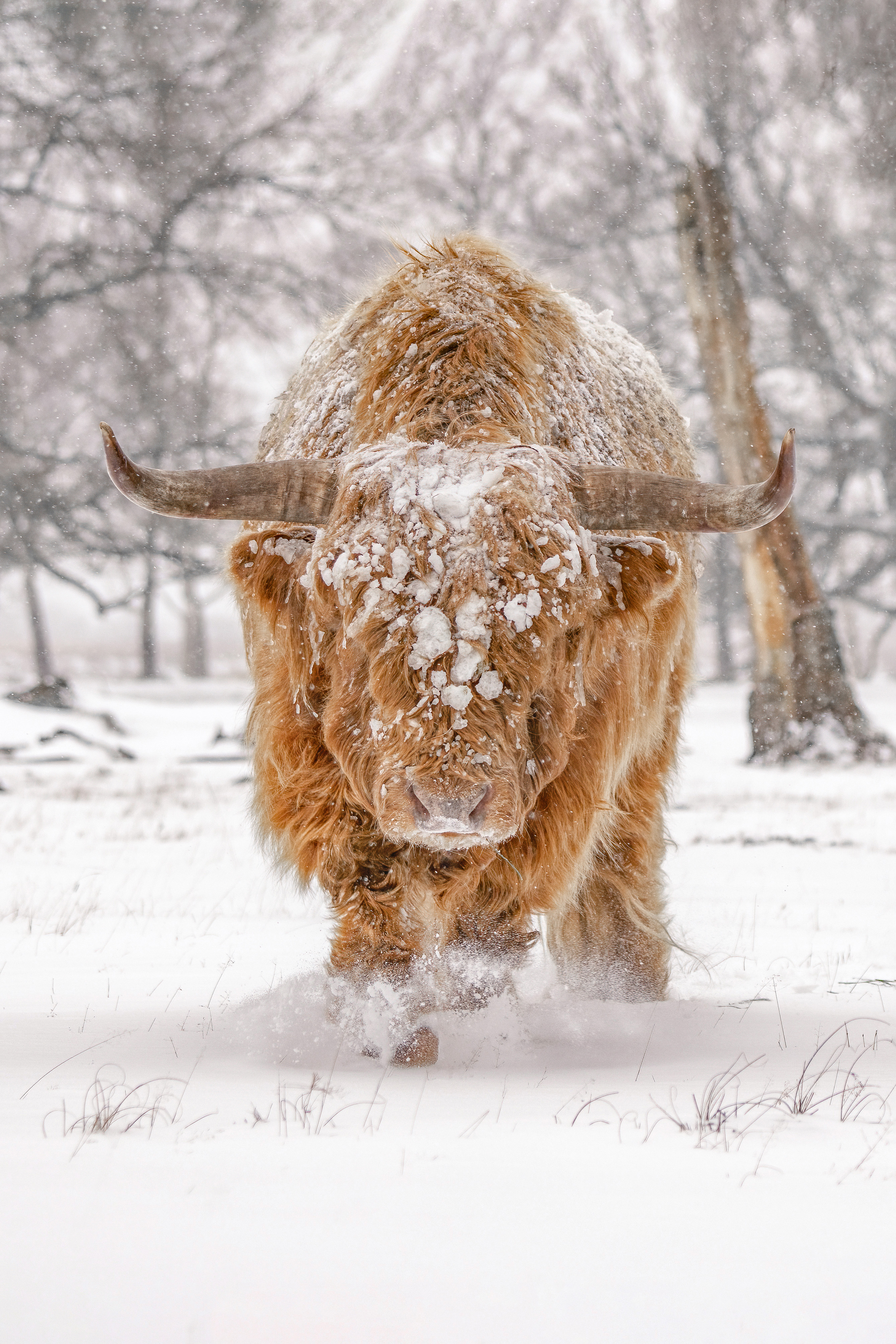 Highland Cattle (Bos taurus taurus) covered with snow and ice in Deelerwoud, the Netherlands.
