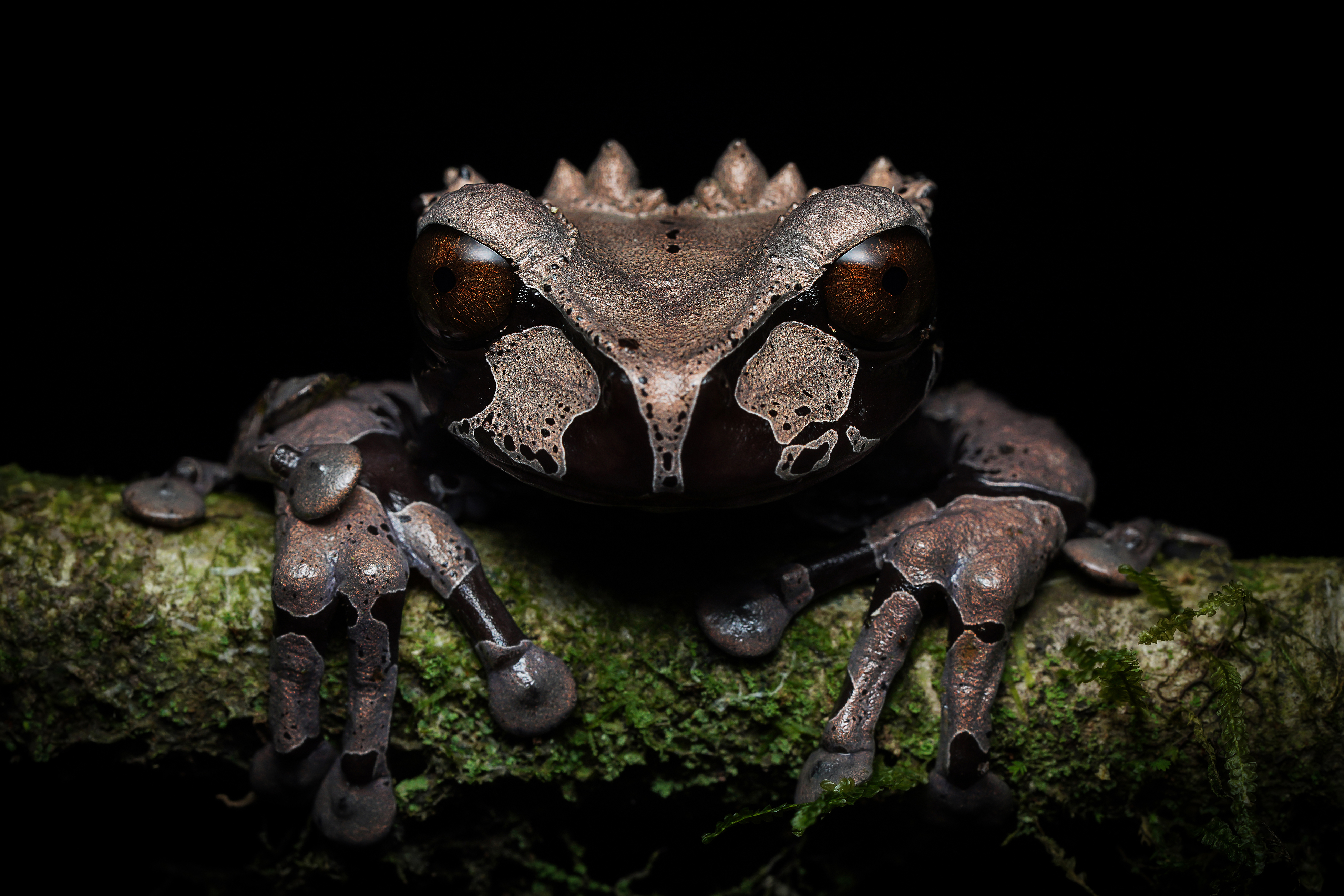 Crowned Tree Frog