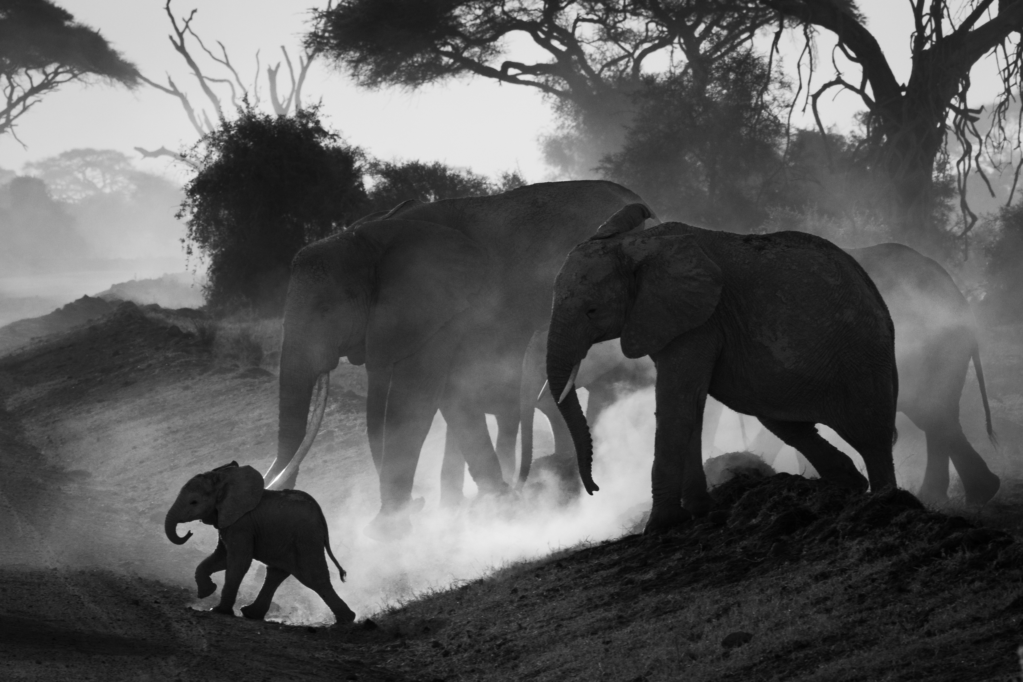 This little elephant managed to escape from its mother for a short couple of seconds, proudly leading the family and making a lot of dust with its tiny legs.