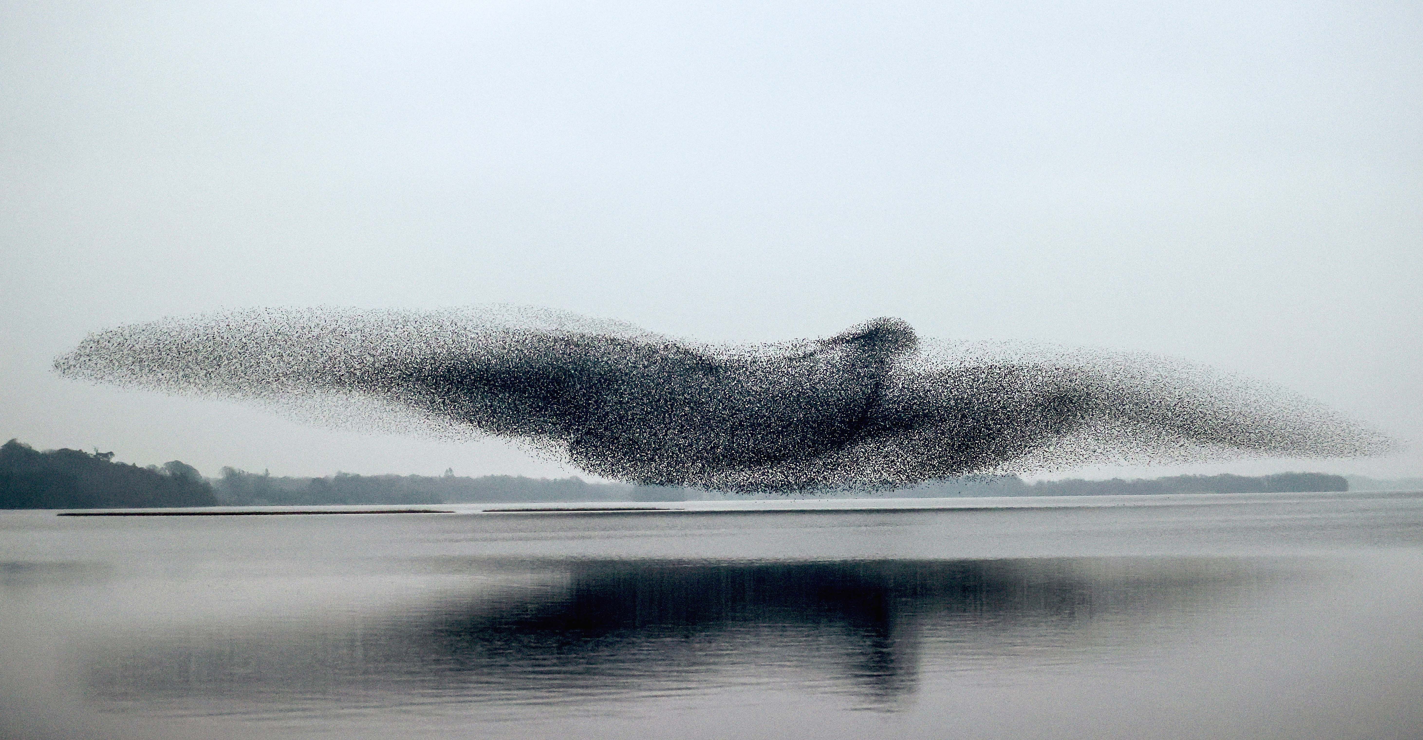 A murmuration of starlings over Lough Ennell in County Westmeath, Ireland
