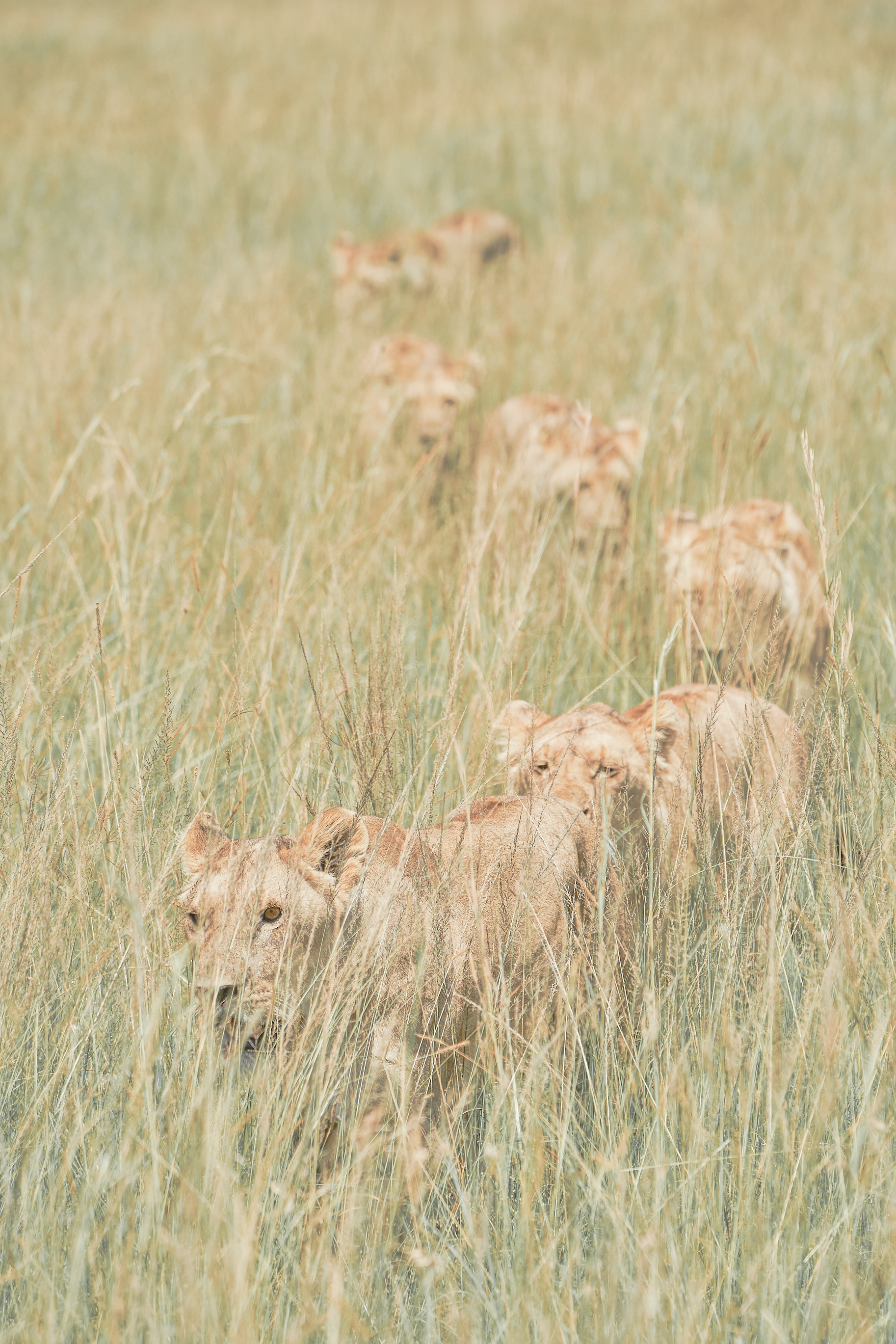 Lions in the savannah