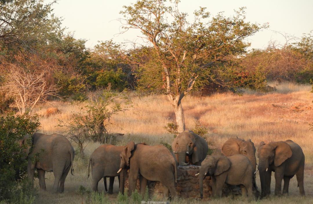 namibia elephants north west tropy hunting