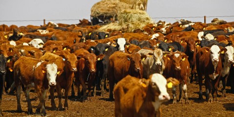Outbreak of foot-and-mouth disease demands coordinated and rapid state intervention