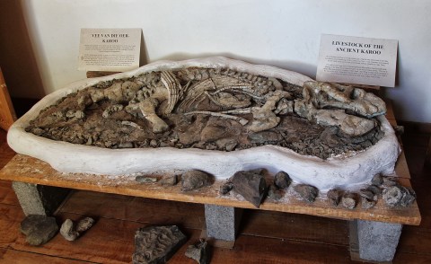 Fraserburg and a prehistoric walk on the wild side with its fantastic fossils