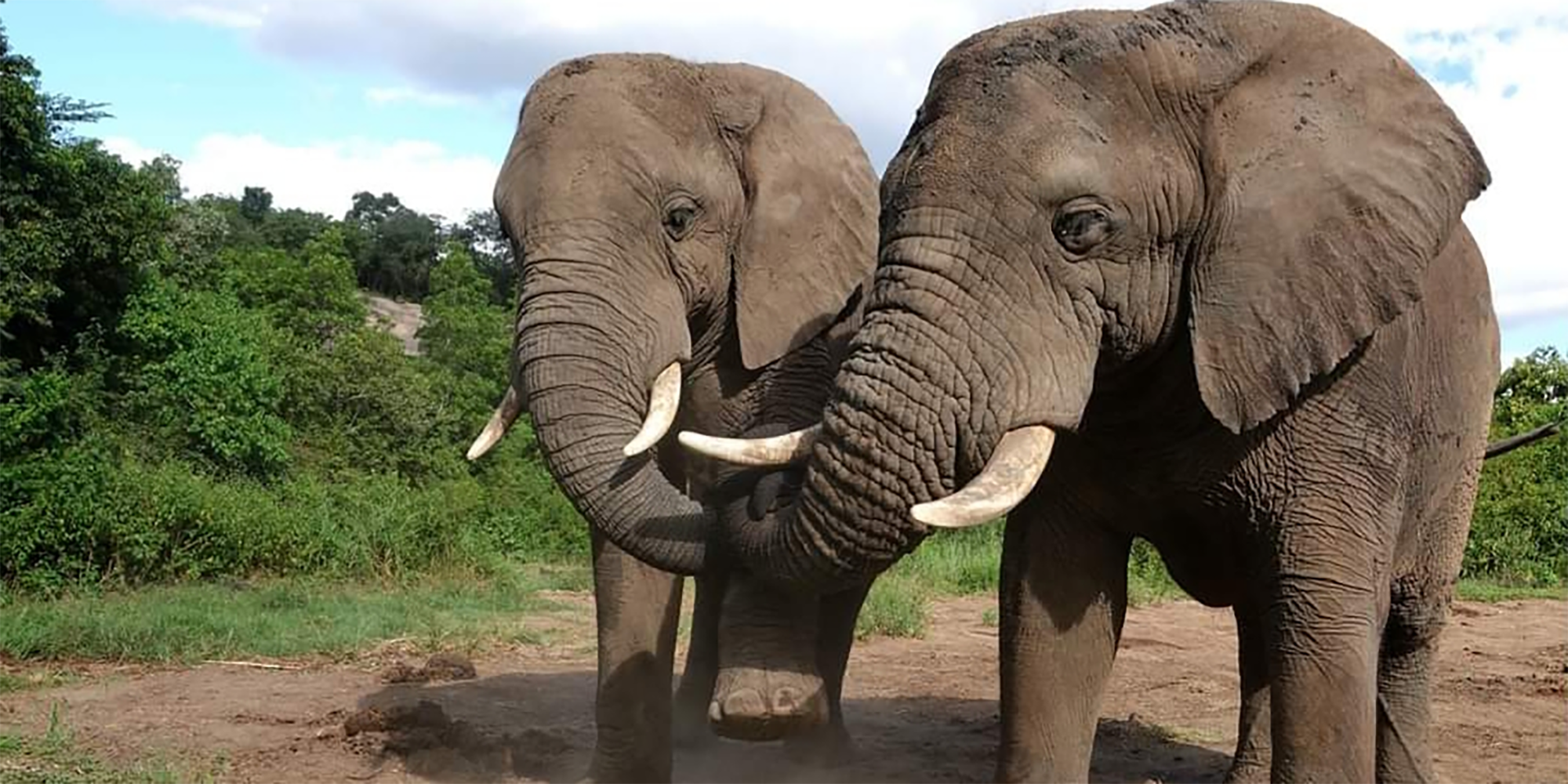 elephant deaths mpumalanga sanctuary