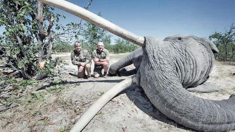 International elephant corridor put at risk by killing of Botswana’s largest tuskers