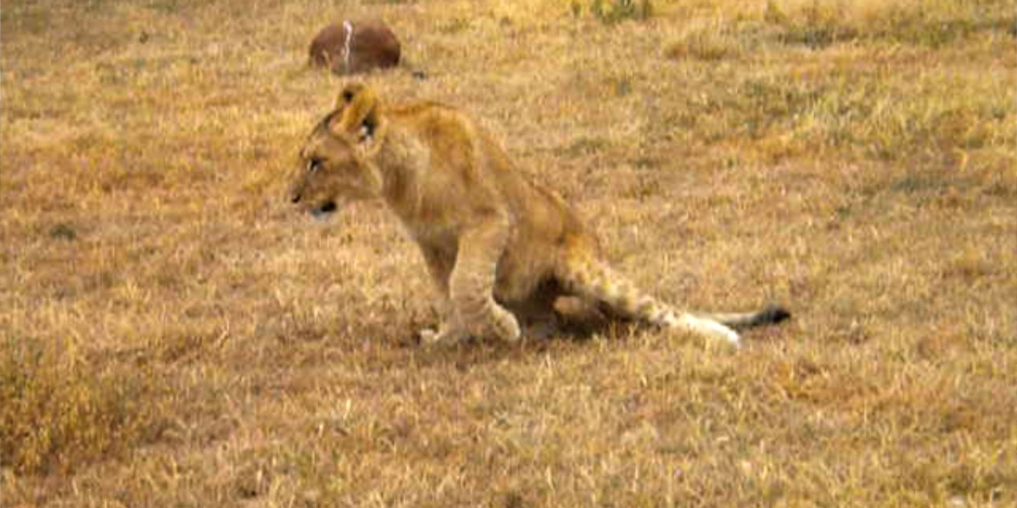 captive lion welfare deformed leg