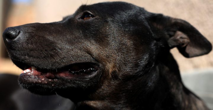Soweto family finally secures conviction of man who raped their beloved dog