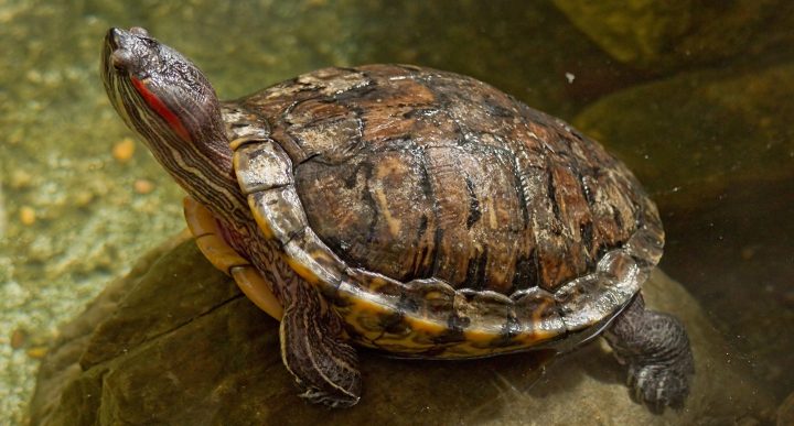 American turtle threatens SA biodiversity – but our tough-cookie snakes could rattle an invasion