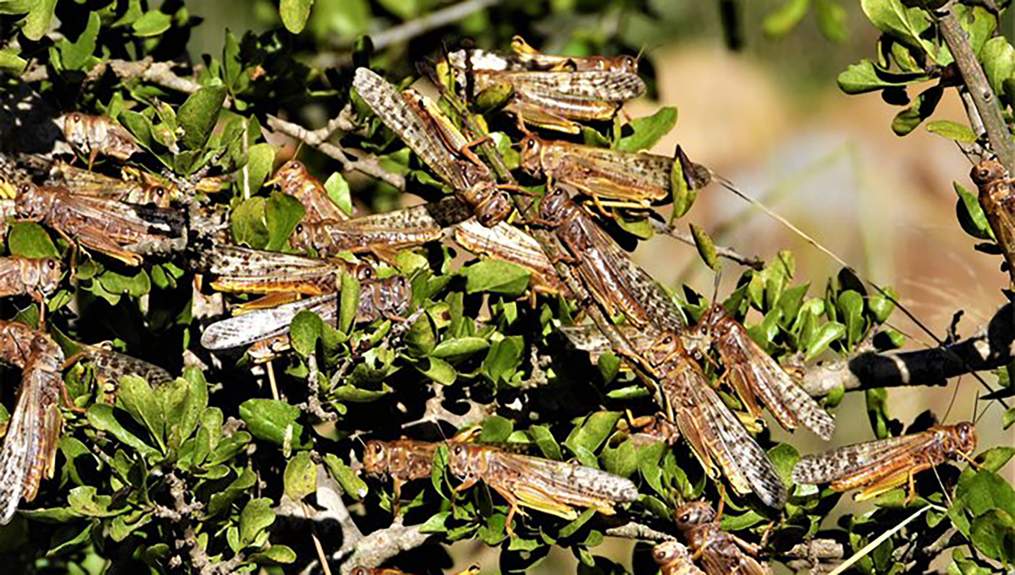 locusts sundays river valley