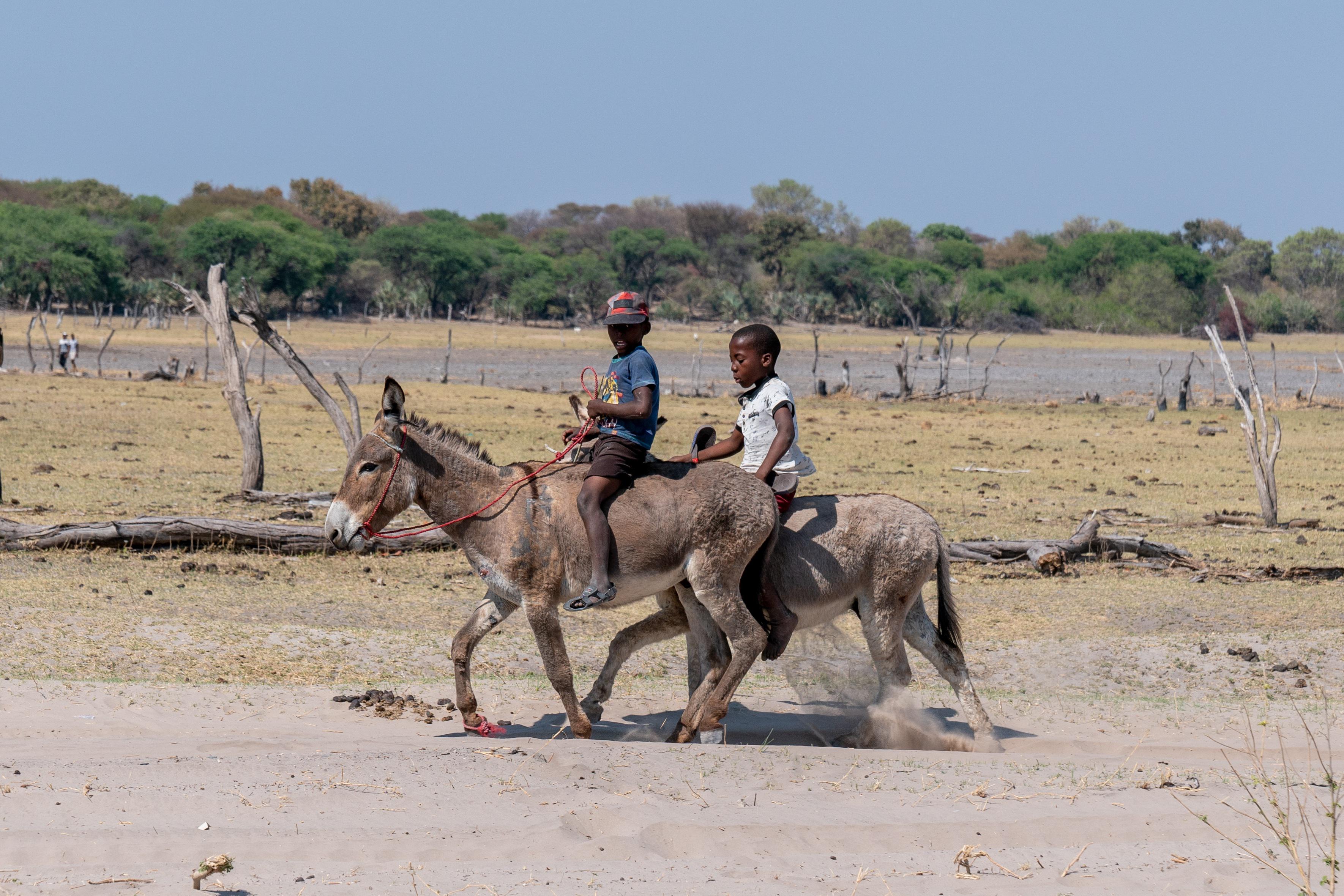 Children ride two donkeys.