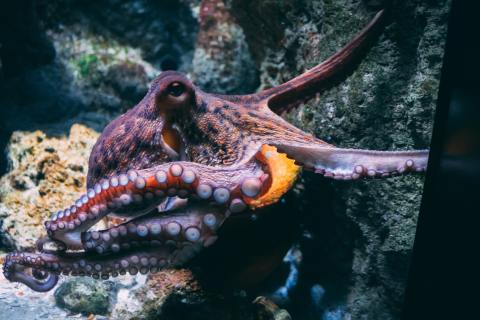 What does an octopus eat? For a creature with a brain in each arm, whatever’s within reach