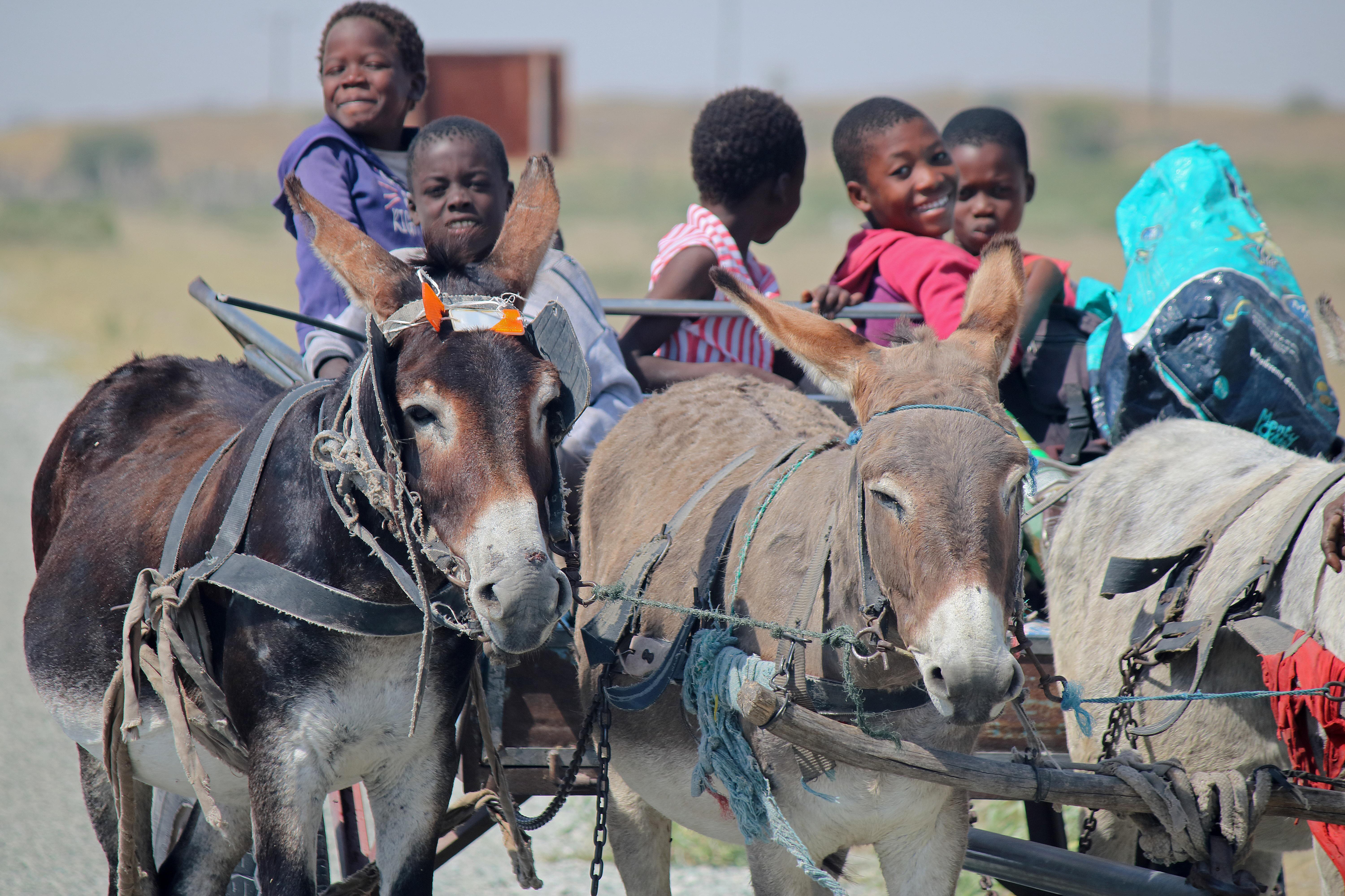 Children sitting on a donkey cart.