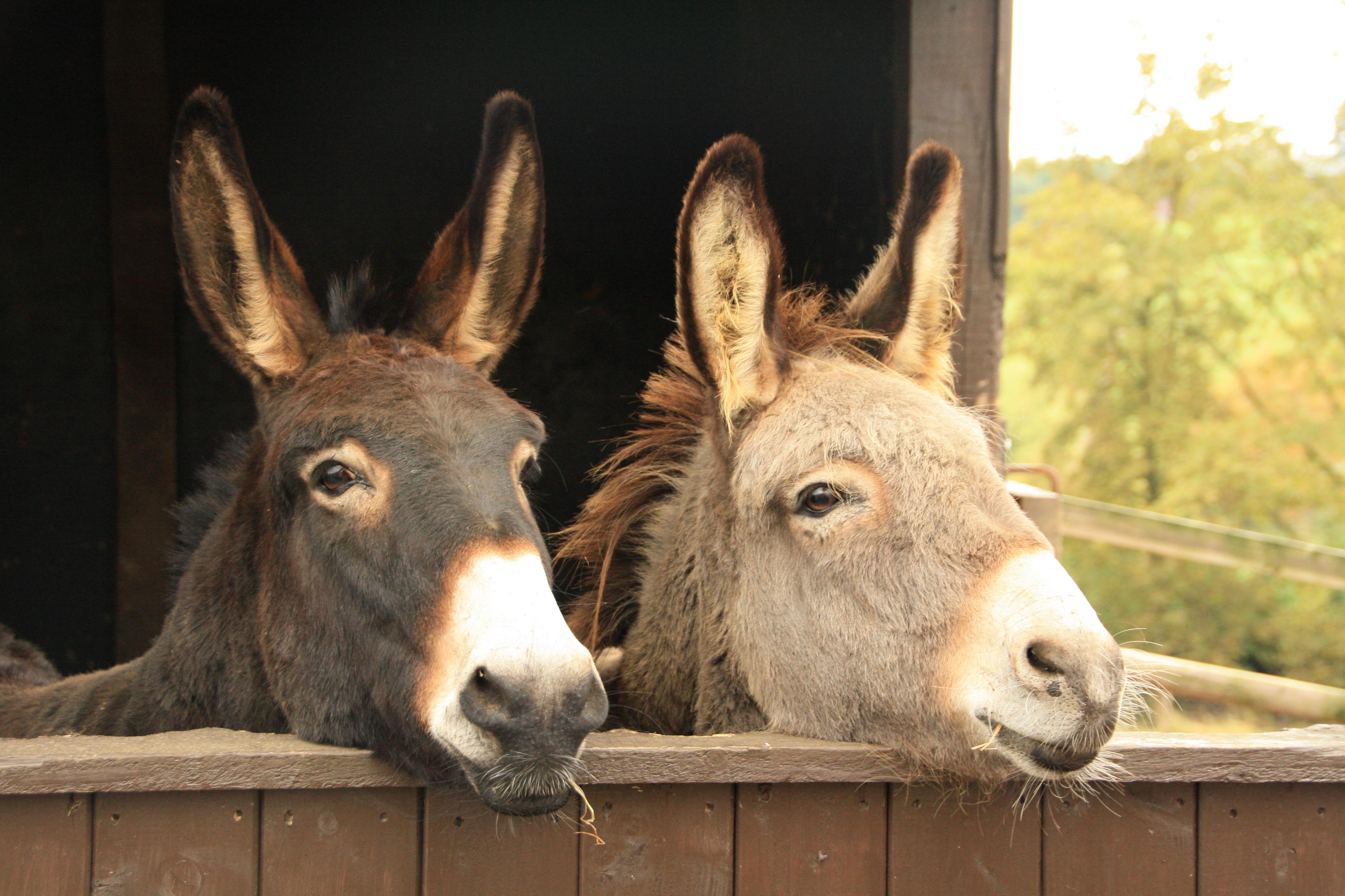 Two donkeys lean on a fence.