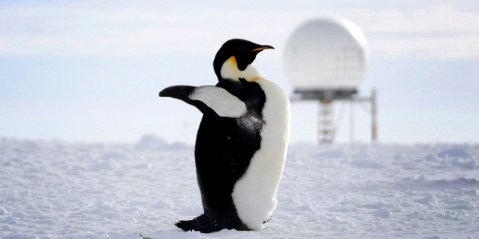 Nudging ‘policy into protection’: A plan to rescue the world’s largest penguin